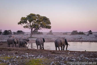 Elephants at Okaukuejo waterhole, Etosha National Park, Namibia