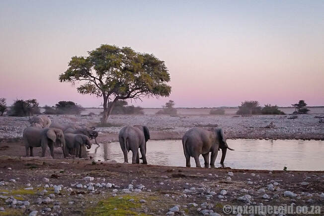 Places to visit in Namibia: Etosha National Park