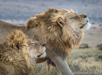 Lions on safari in Africa