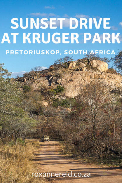 Sunset drive at Pretoriuskop, Kruger Park #SouthAfrica #Kruger #safari #travel