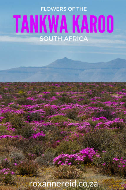 Flowers of the Tankwa Karoo National Park, South Africa #flowers #Karoo #Tankwa #SouthAfrica #nationalparks 