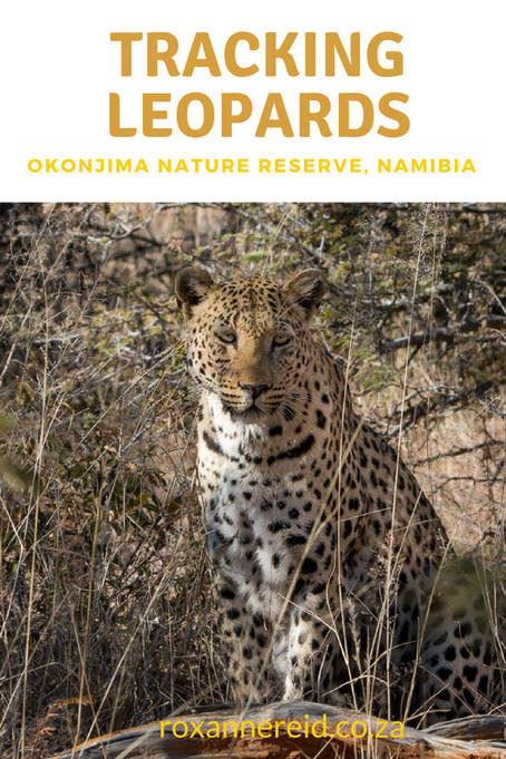 Tracking leopards at Okonjima Nature Reserve #Namibia #leopards #travel #Africa