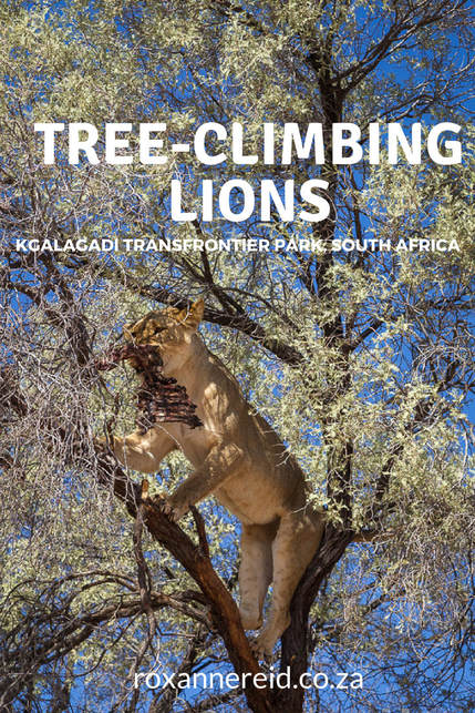 Tree-climbing lions of Kgalagadi Transfrontier Park #SouthAfrica #safari #wildlife #travel #Kalahari