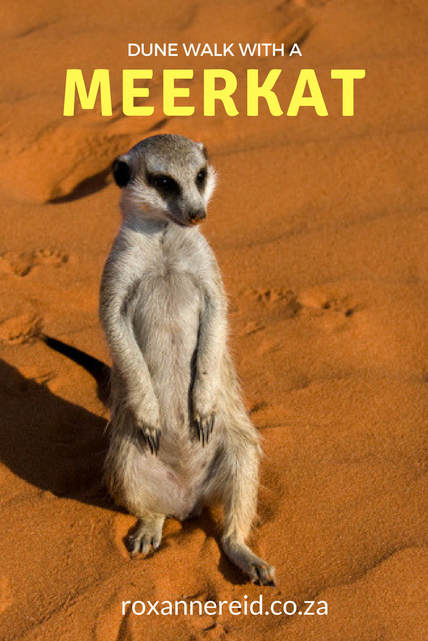 explore the Kalahari dunes with a meerkat, Kgalagadi Transfrontier Park #SouthAfrica #wildlife