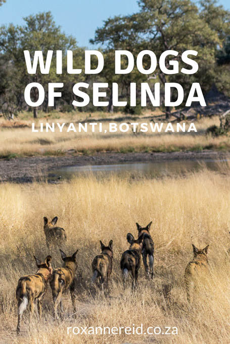 Wild dogs of Selinda, Botswana #Selinda #wilddogs #botswana