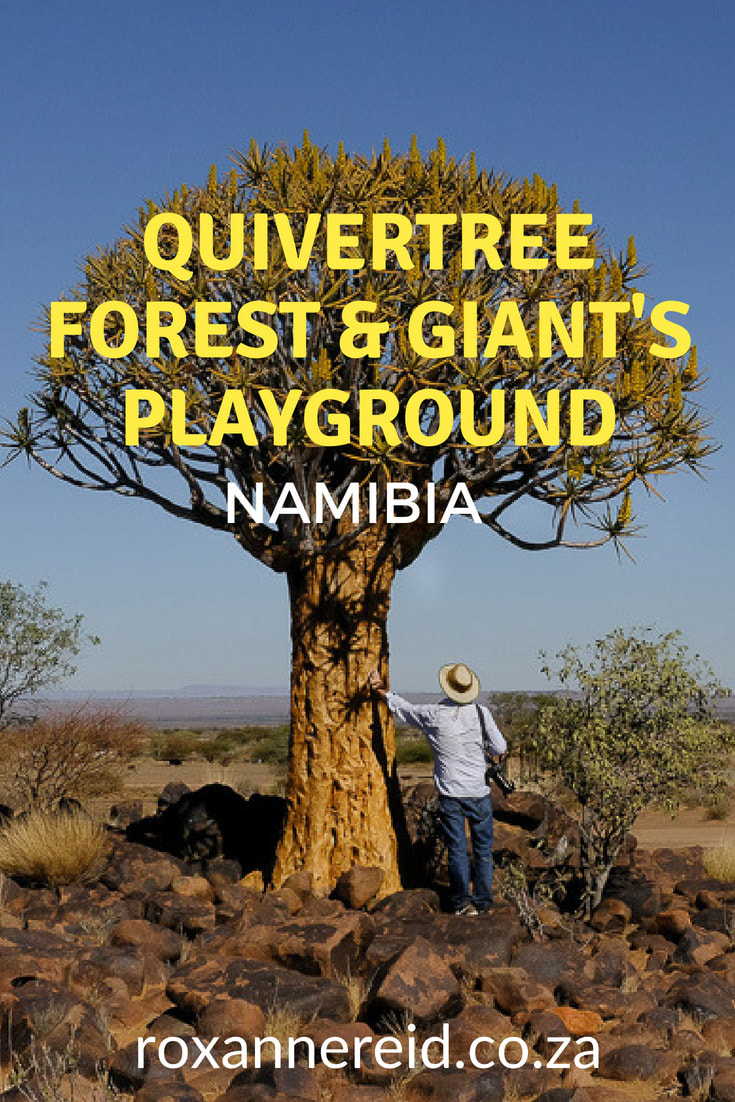 Want to visit the Quivertree Forest and Giants Playground near Keetmanshoop in Southern Namibia? Discover how to find them, what to see and where to stay. Don’t miss this if you’re interested in the amazing aloe succulents of the Quiver Tree Forest, Quivertree Forest, 180-million-year old dolerite rocks at Giants Playground, Namibia #geology, Keetmanshoop accommodation and bush camping near #Keetmanshoop. #QuivertreeForest #GiantsPlayground #camping #campsites #Namibia #dolerite #africantravel