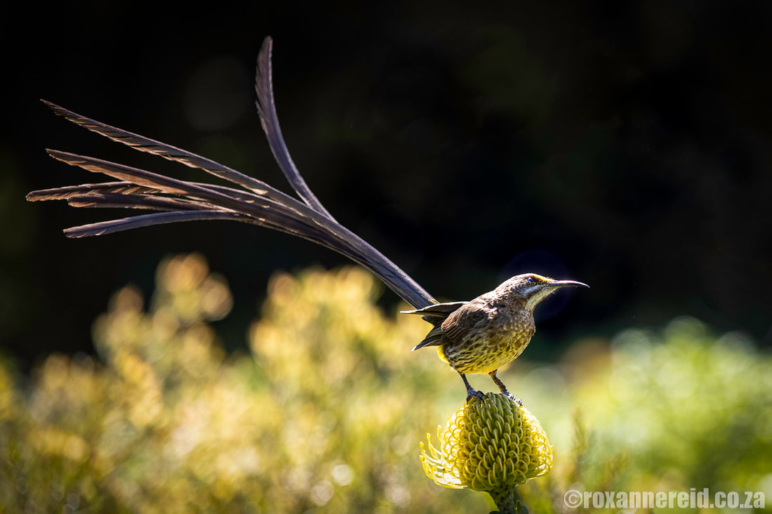 Go birding in the Greyton Nature Reserve: Cape sugarbird