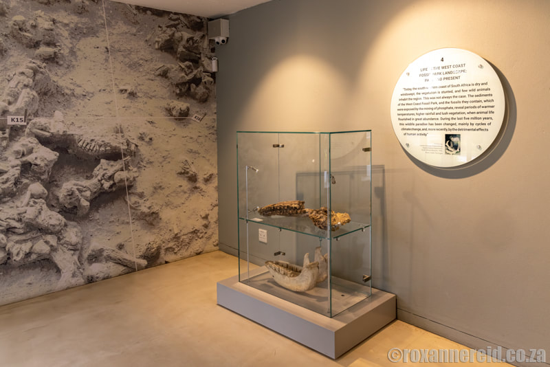 Museum displays at the West Coast Fossil Park