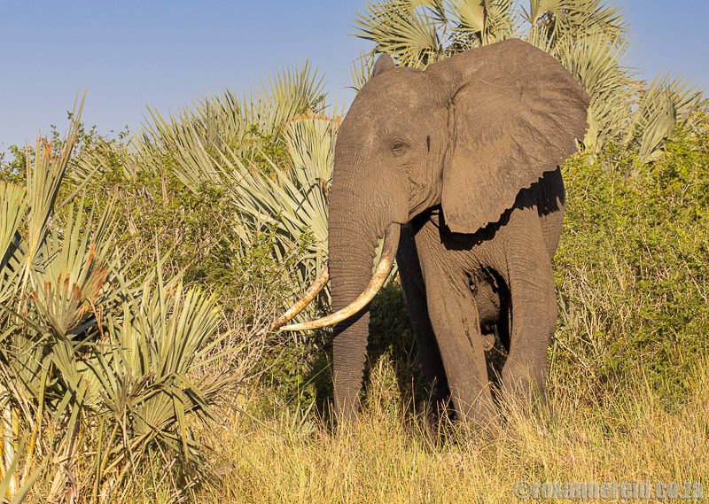 Elephant at Tembe Elephant Park 40km from Ndumo Game Reserve