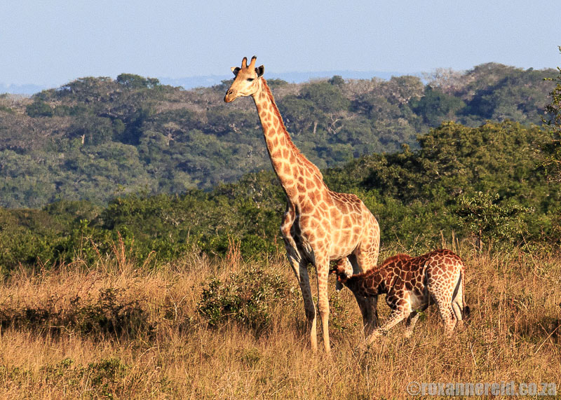 Tembe's animals - giraffe with calf