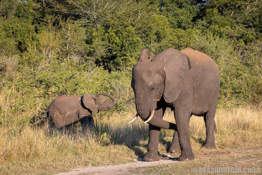 Tembe Elephant Park elephants