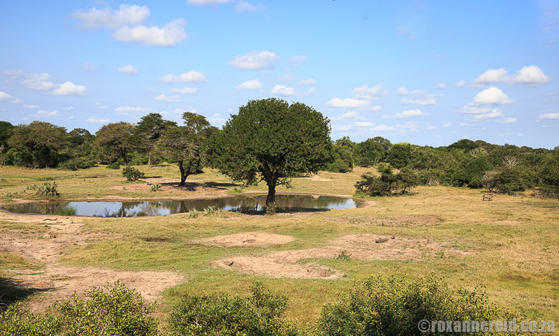 The view from Mahlasela hide, made famous by the Tembe Elephant Park webcam
