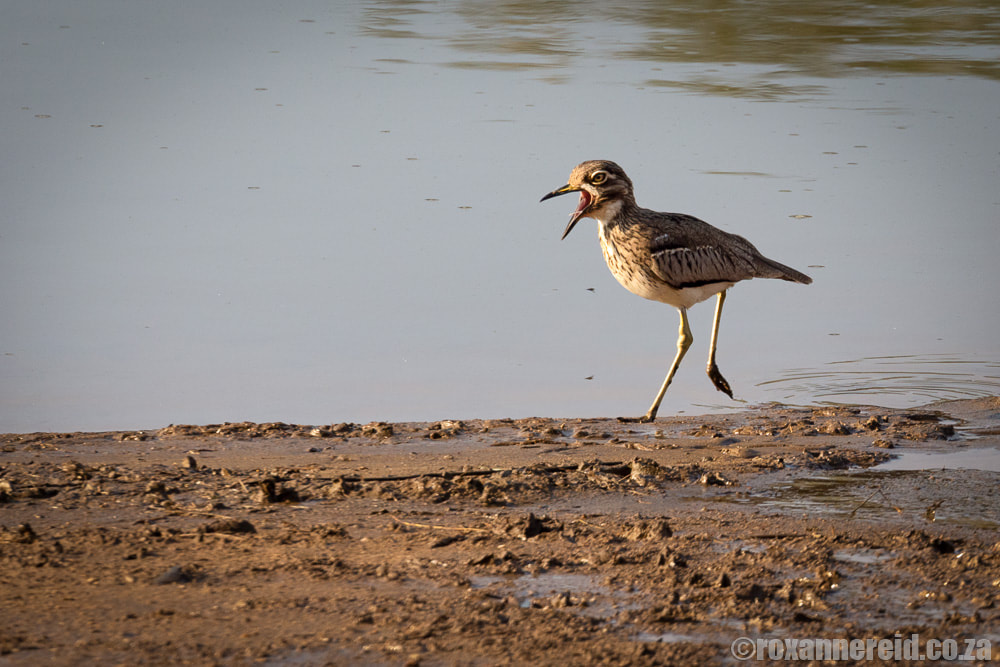 Ndumo Game Reserve birding: water thick-knee