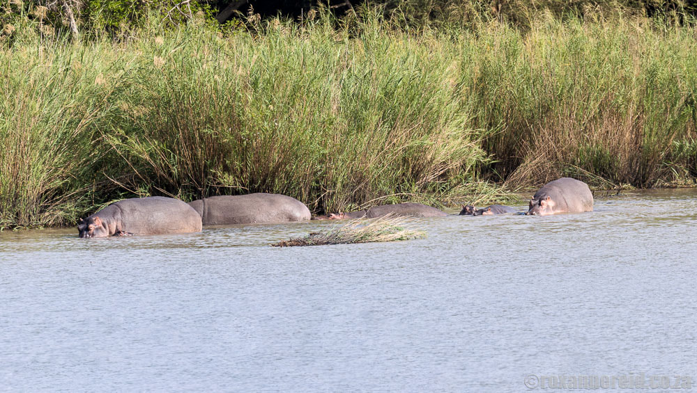 Hippos in a pan at Ndumo Game Reserve