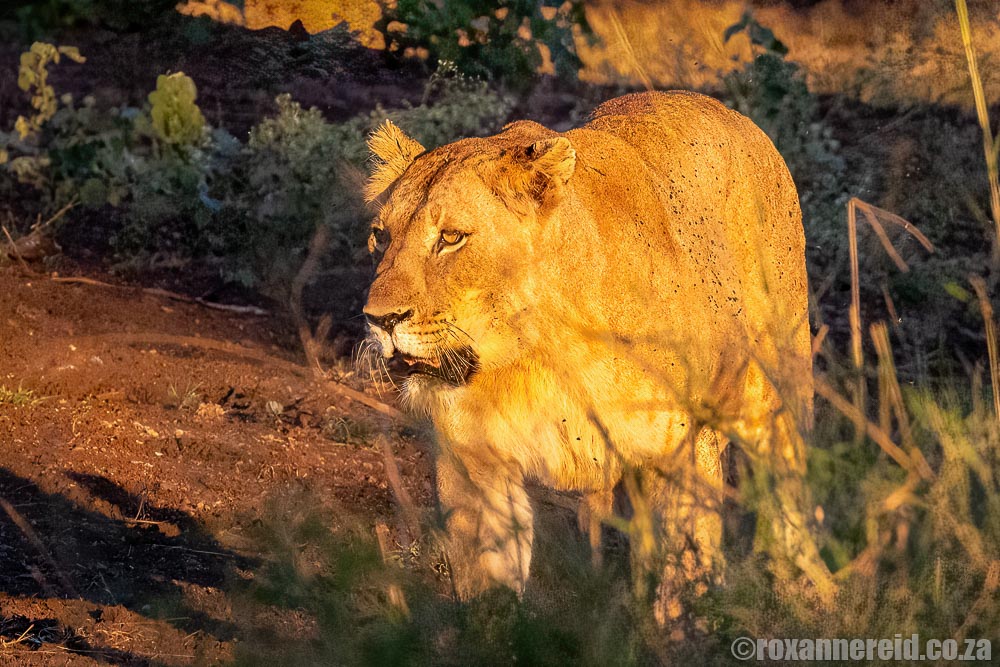Lioness at Hlhluwe-Imfolozi Park