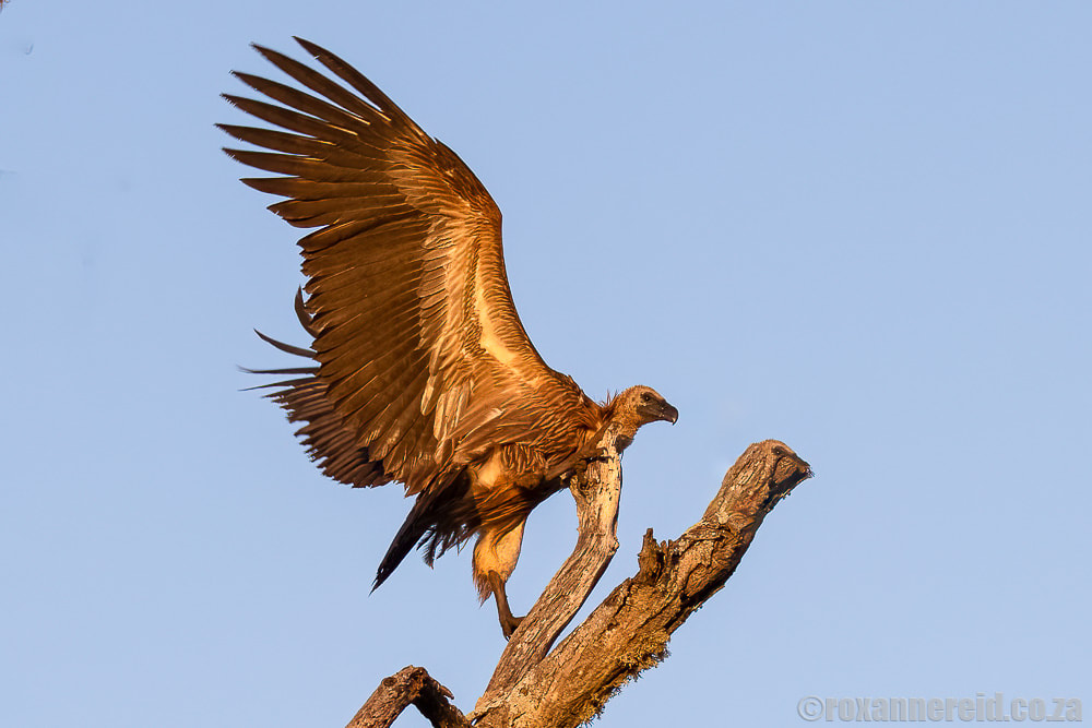 Game reserves KZN: vulture at Thanda Safari
