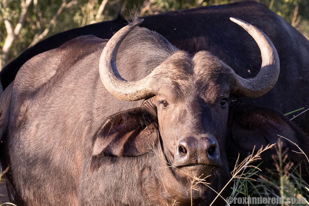 Buffalo at Manyoni Private Game Reserve, South Africa