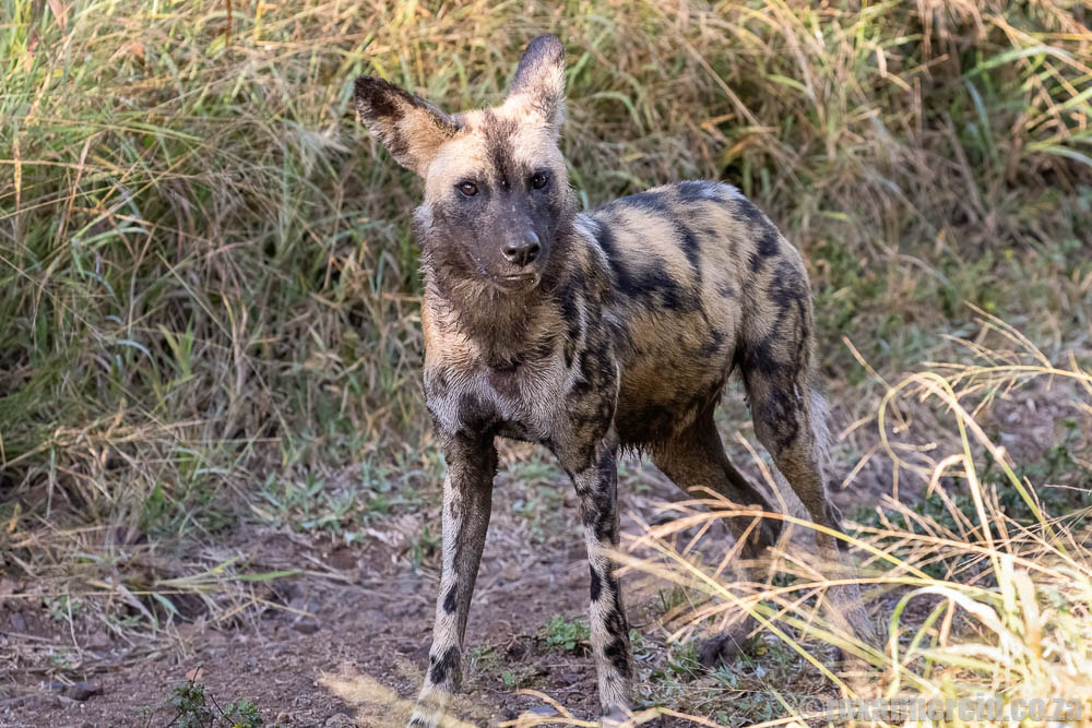 Wild dogs at Manyoni Game Reserve