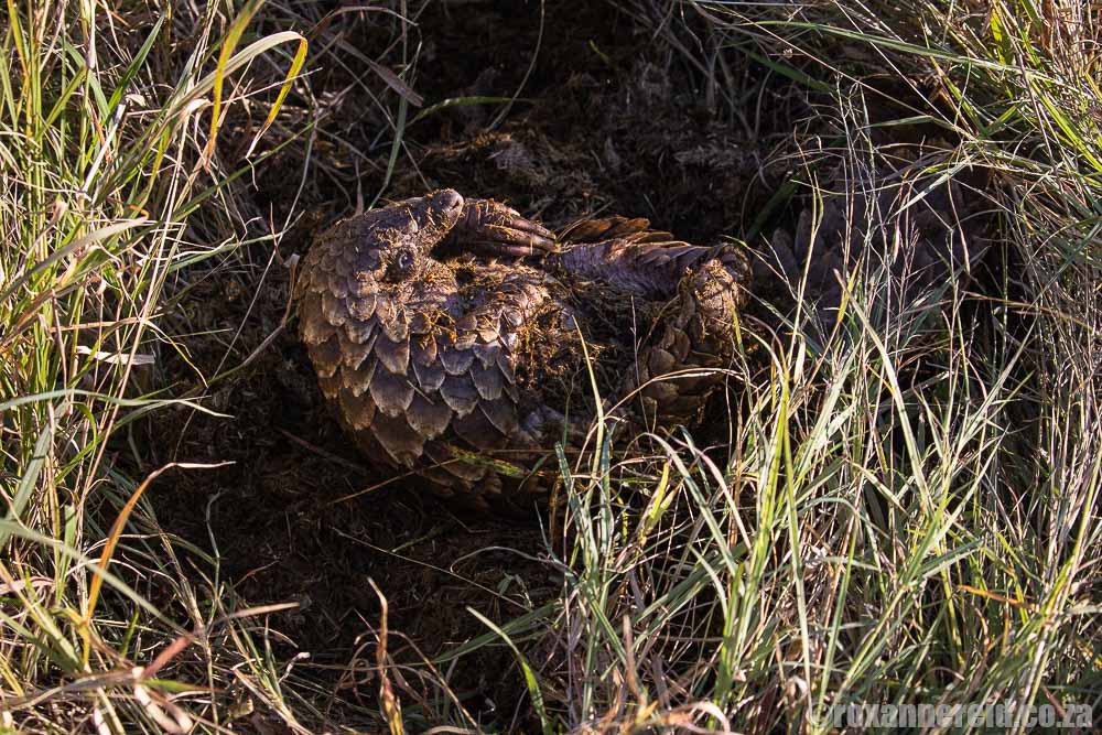 Ground pangolin rolling in dung