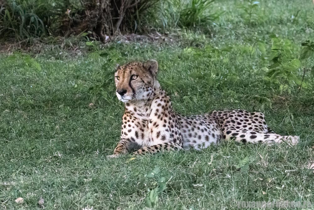 Cheetah at Emdoneni cheetah project