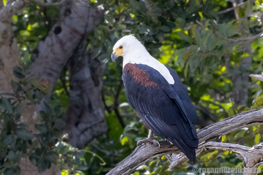Fish eagle seen on St Lucia boat tours with Heritage Tours & Safaris