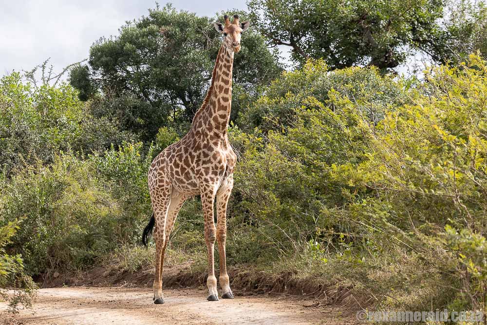 Giraffe in Hluhluwe Game Reserve