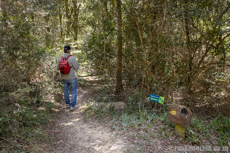Grootvadersbosch hiking - the Bushbuck Trail