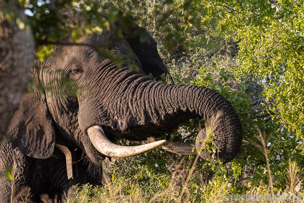 Elephant is one of the Big 5 to see at Zuka Game Reserve 