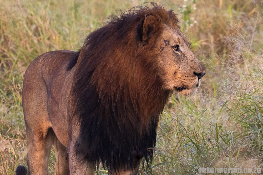 Lion - one of the Big 5 at Bayala game reserve