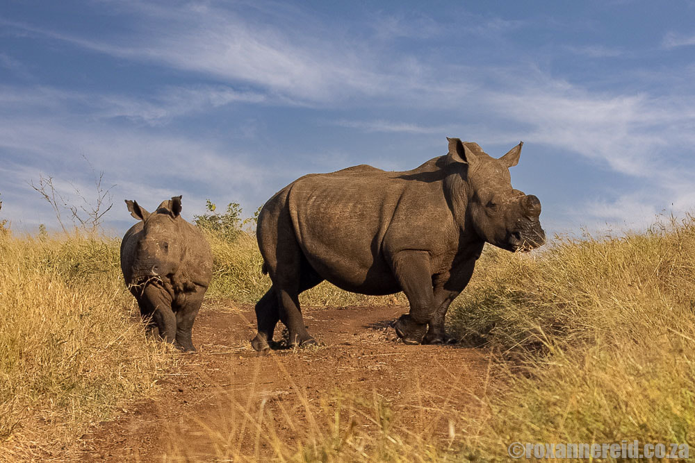 White rhino at Bayala Safari Lodge