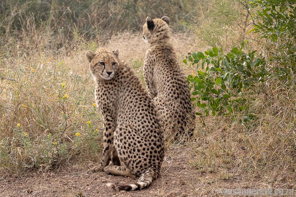 Cheetahs at Bayala Lodge, Zuka Private Game Reserve