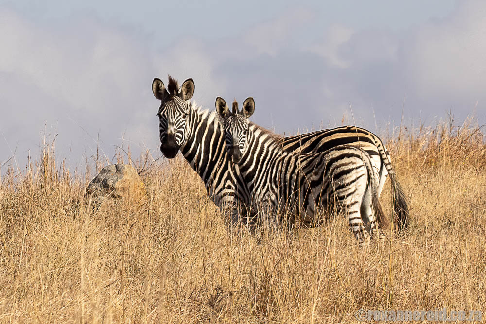 Zebras at Babanango Game Reserve