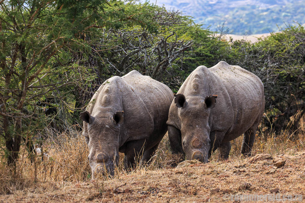 white rhinos at Babanango, one of the game reserves in Zululand