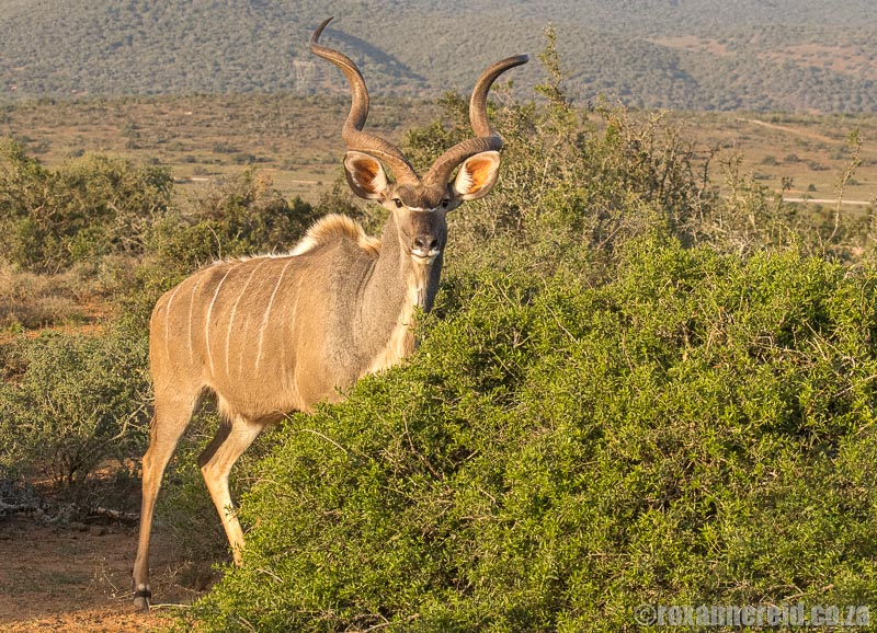 Addo safari: see kudu and other large mammals on an Addo Elephant Park safari