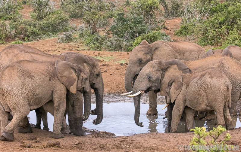 Addo Elephant National Park: everything you need to know