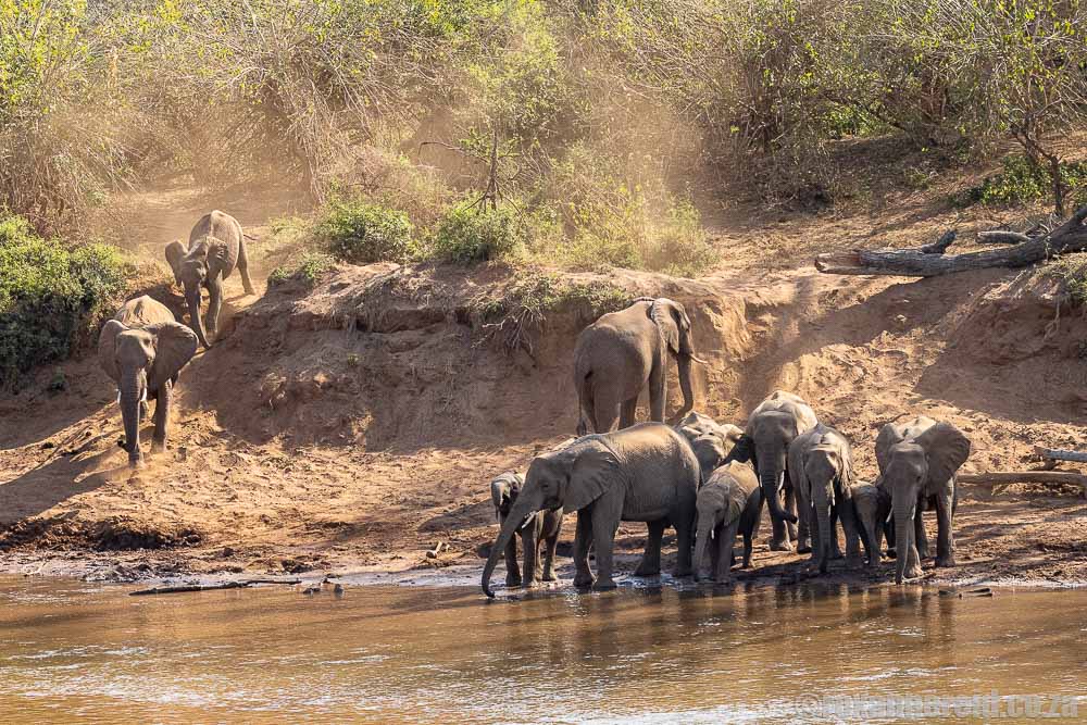 Elephants at Pafuri picnic site