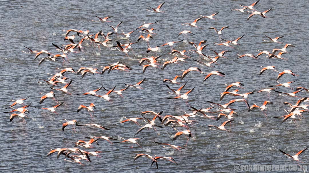 Birding at De Hoop: flamingos