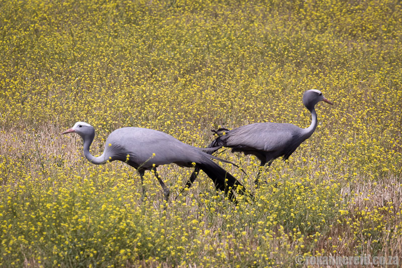 Malgas birding: blue cranes