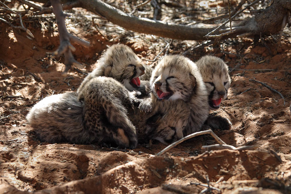 Two-day-old cheetah cubs in the Kgalagadi Transfrontier Park