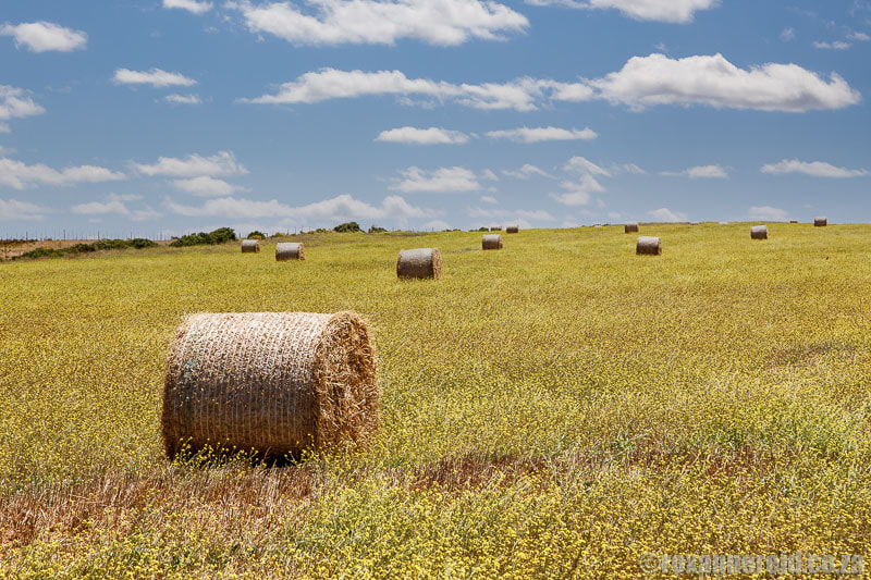 Hay bales in the Overberg