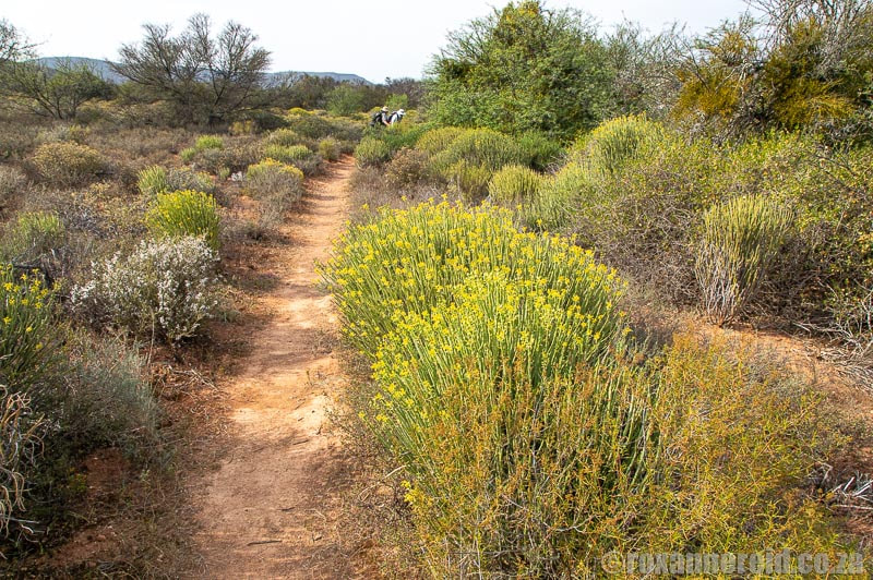 Hiking at Vrolijkheid Nature Reserve in McGregor, South Africa