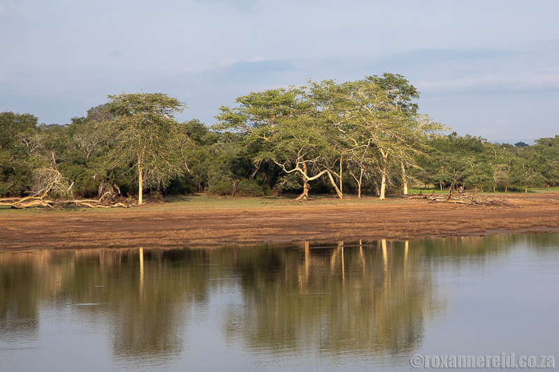 Nyamithi Pan at Ndumo Game Reserve