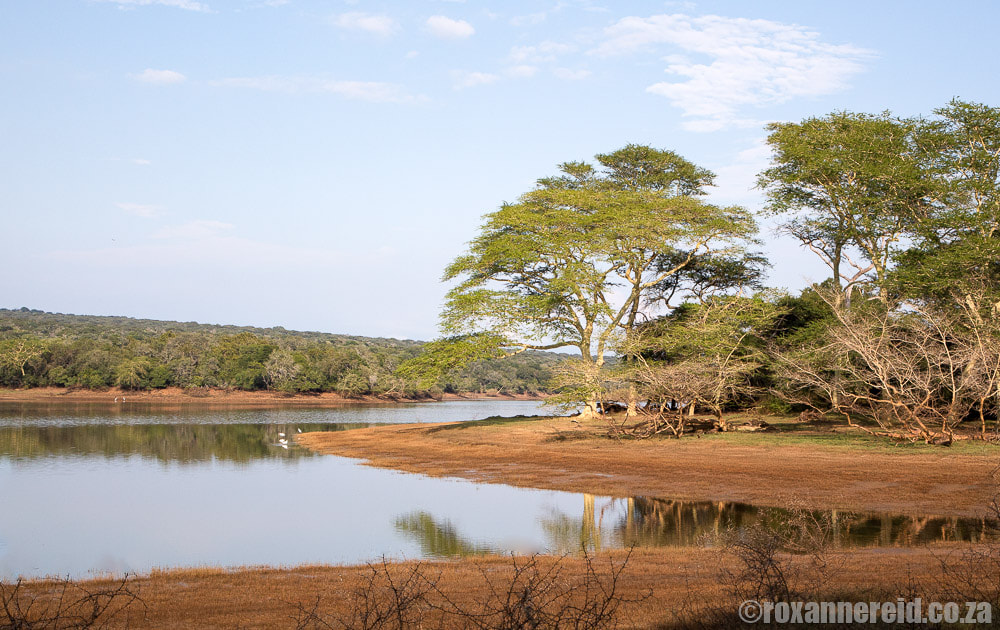 Fever trees at Nyamithi Pan, Ndumo Game Reserve