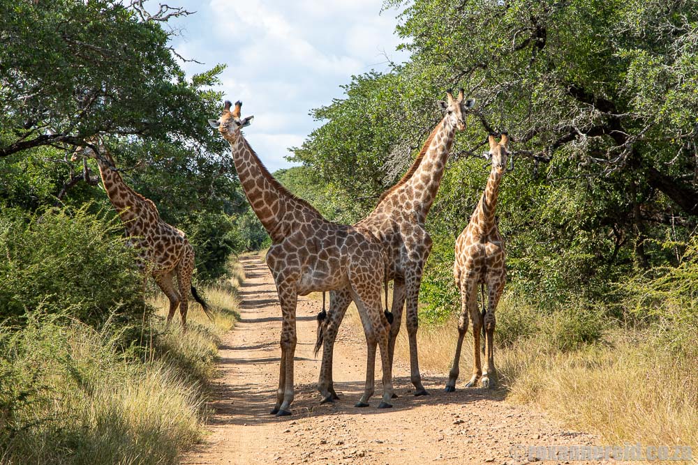 Ndumo Game Reserve animals: giraffes