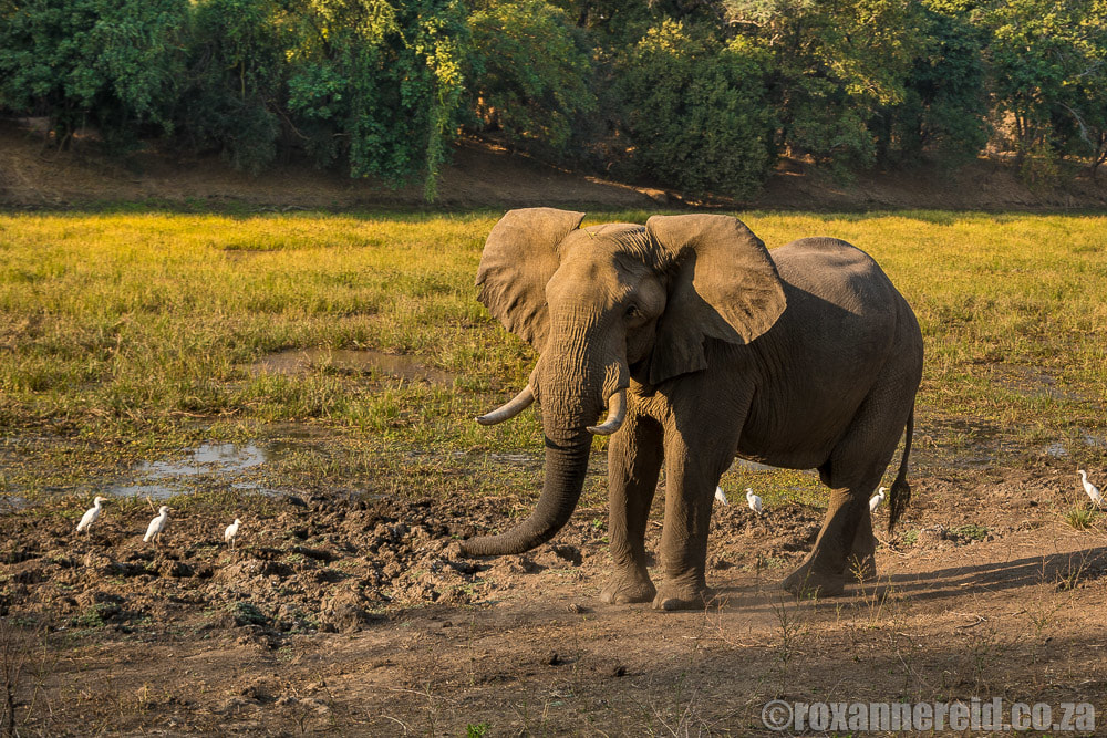 Elephant conservation at Greater Mana Expedition at Sapi and Mana Pools Zimbabwe