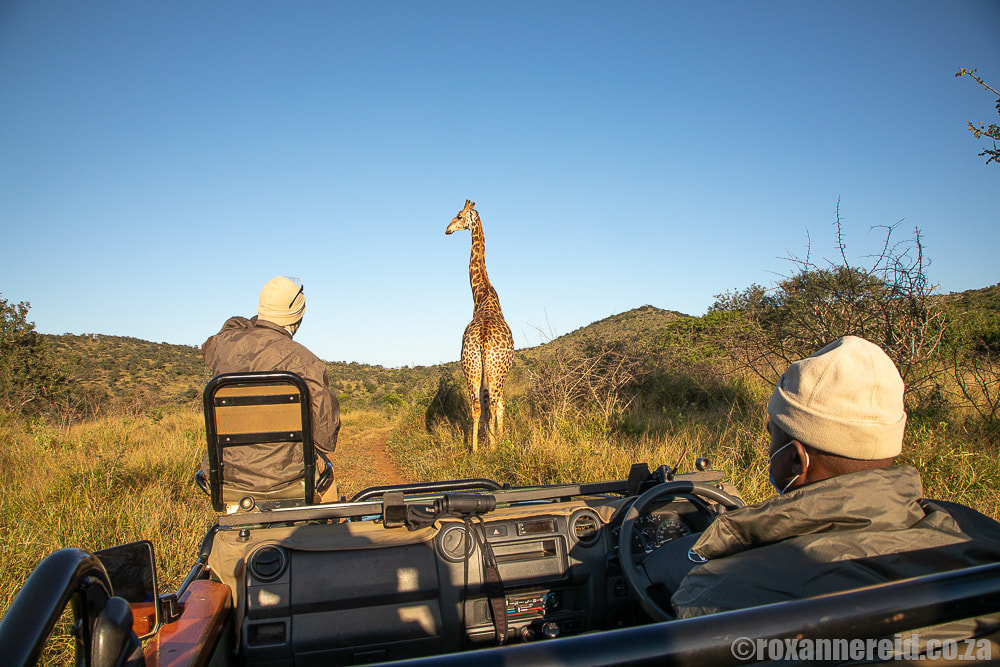 Big 5 game reserves in KZN - Thanda Safari 