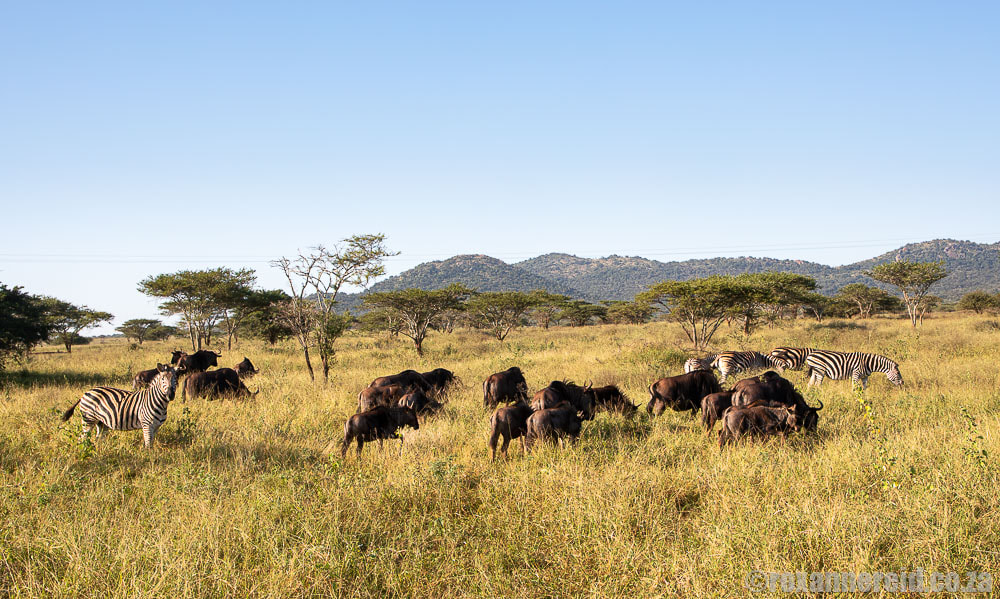 See wildlife like the Big 5, zebras and wildebeest