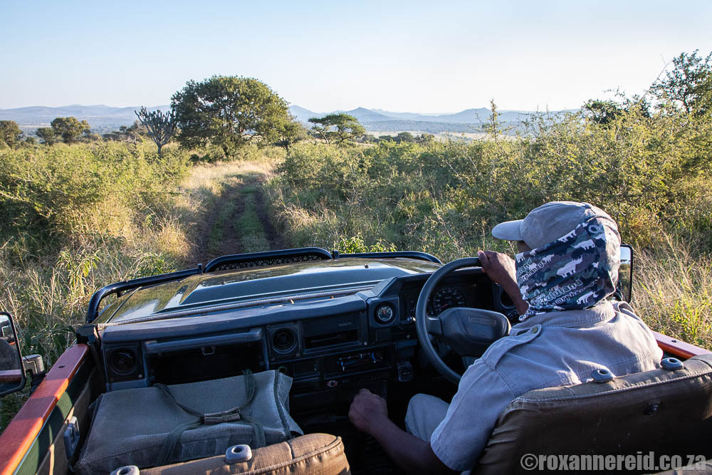 Game drive from Rhino River Lodge at Manyoni Private Game Reserve