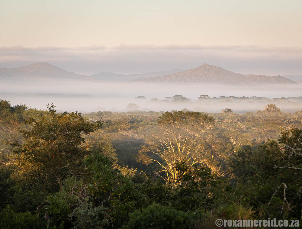 Misty landscape at Manyoni Game Reserve