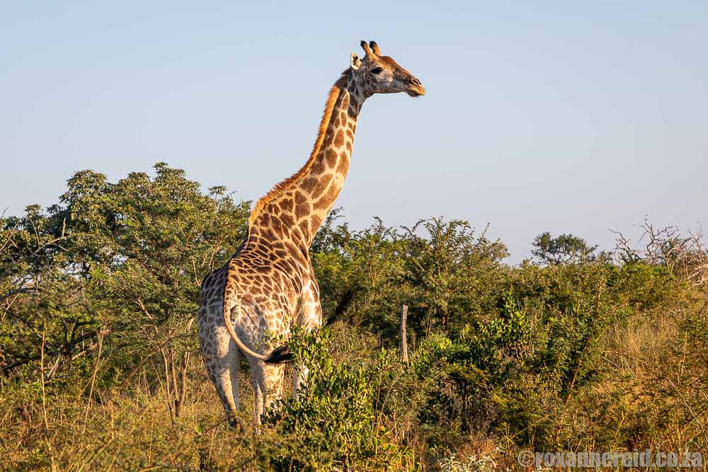 Game reserves in Zululand - giraffe at Manyoni Private Game Reserve